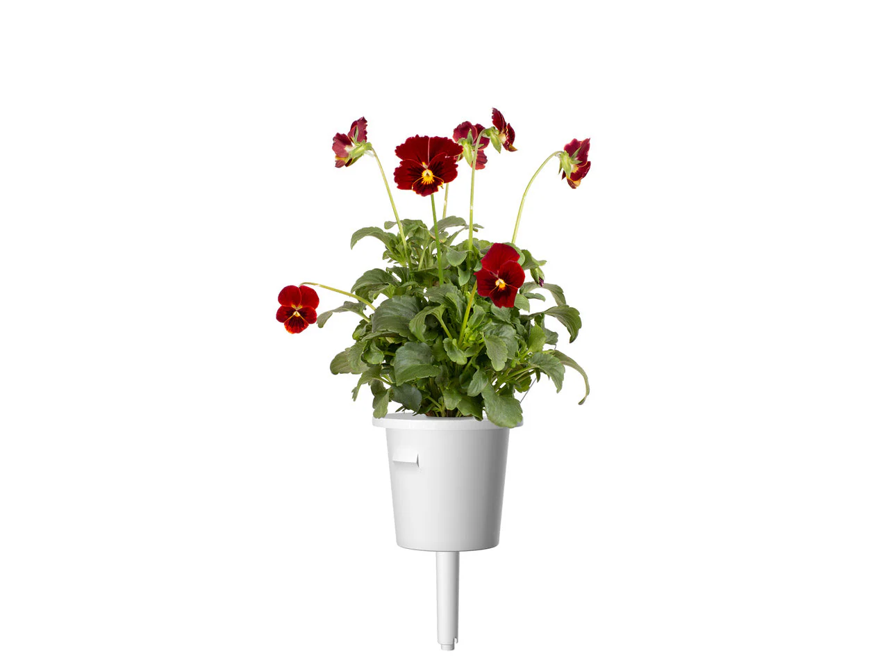 Red Pansy Plant Pods 30-pack - Image 3