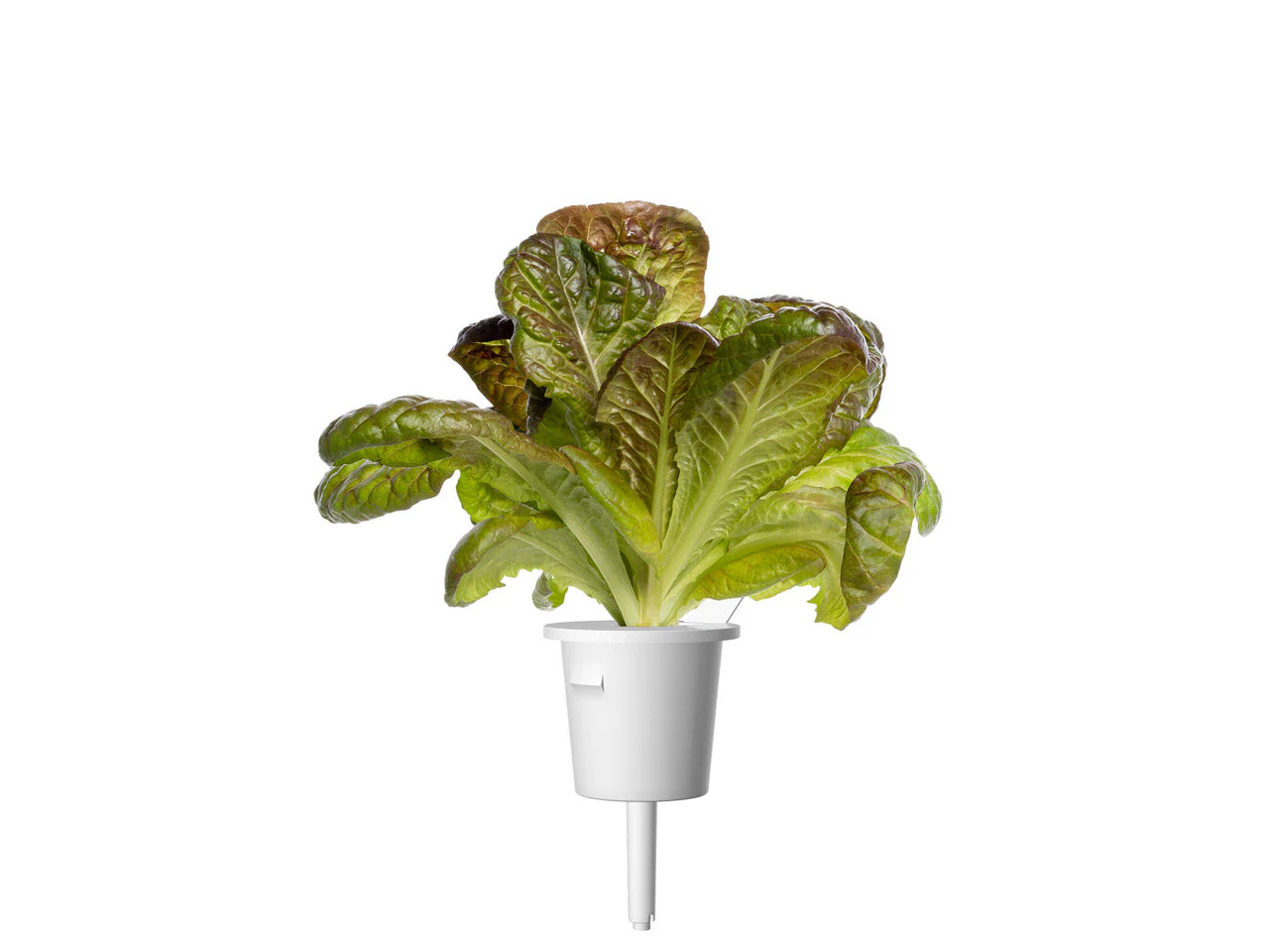 Red Romaine Lettuce Plant Pods 9-pack - Image 3