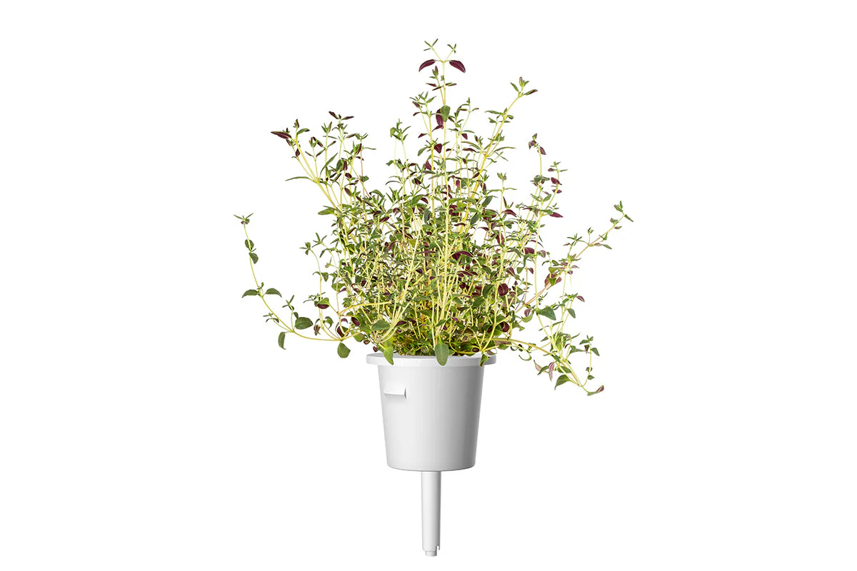 Thyme Plant Pods 30-pack - Image 3