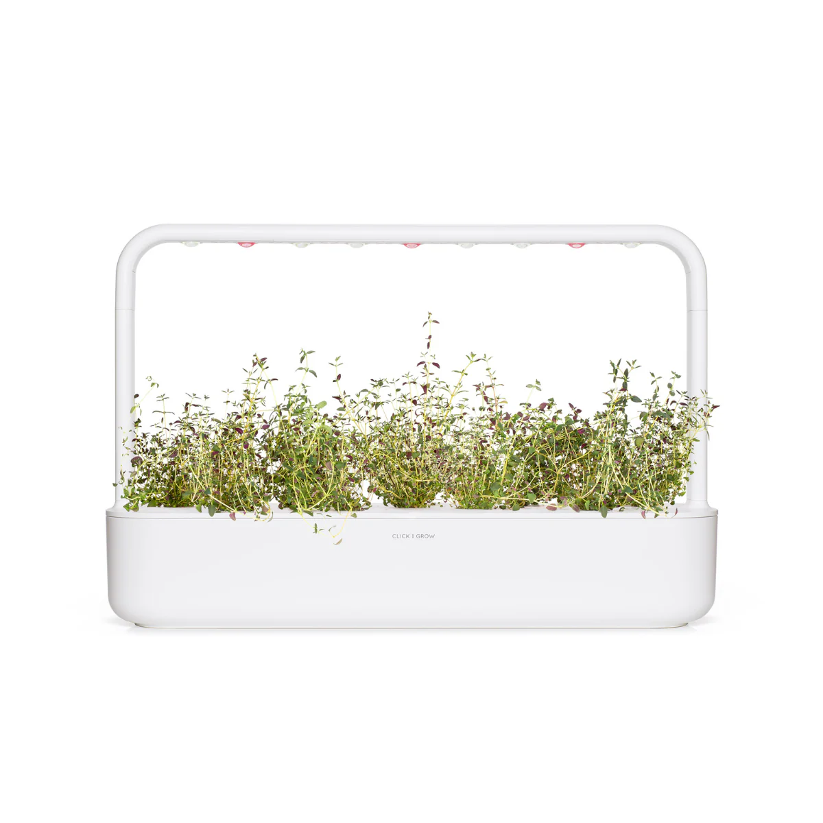 Thyme Plant Pods 9-pack - Image 4