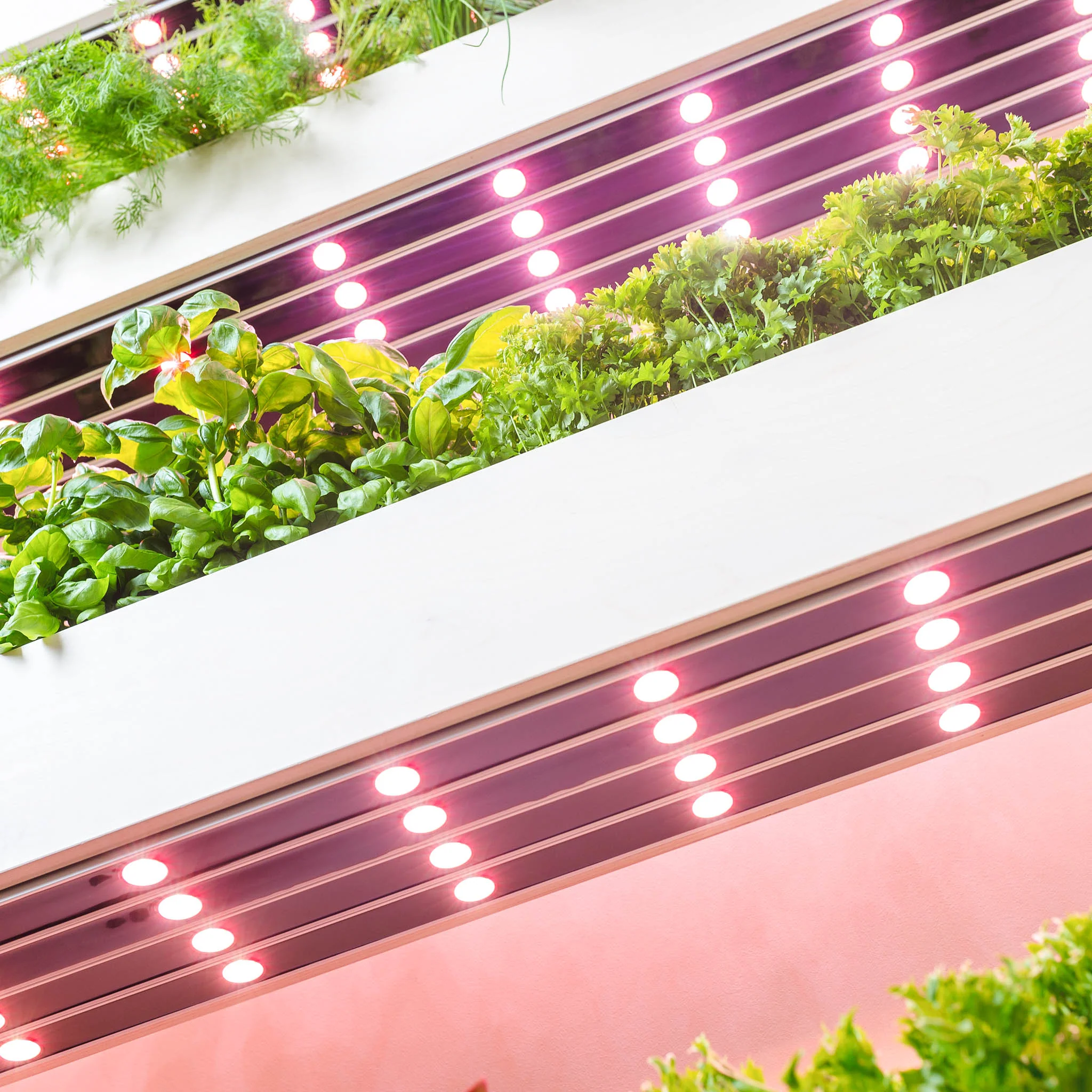 The Wall Farm Indoor Vertical Garden - Image 3