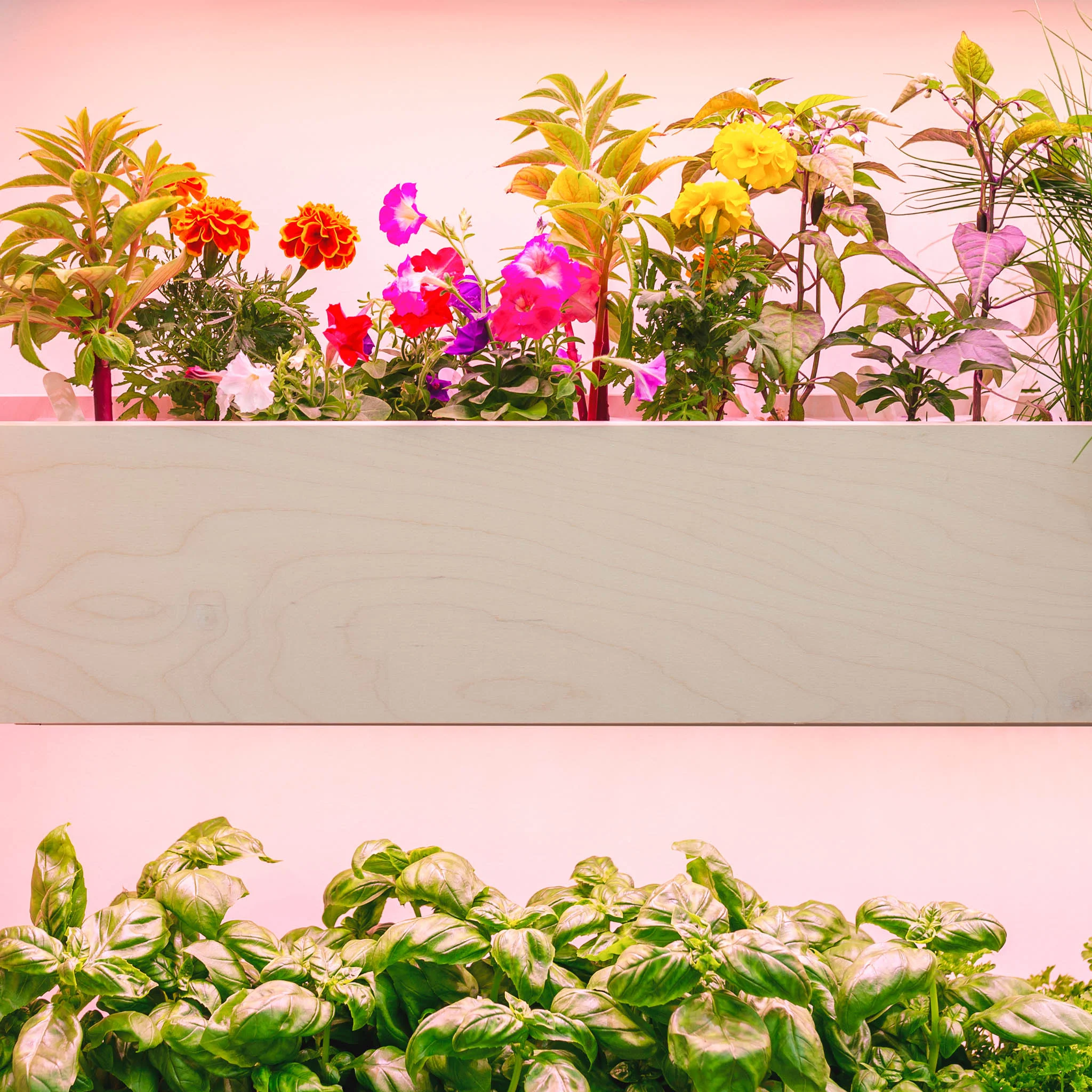 The Wall Farm Indoor Vertical Garden - Image 4
