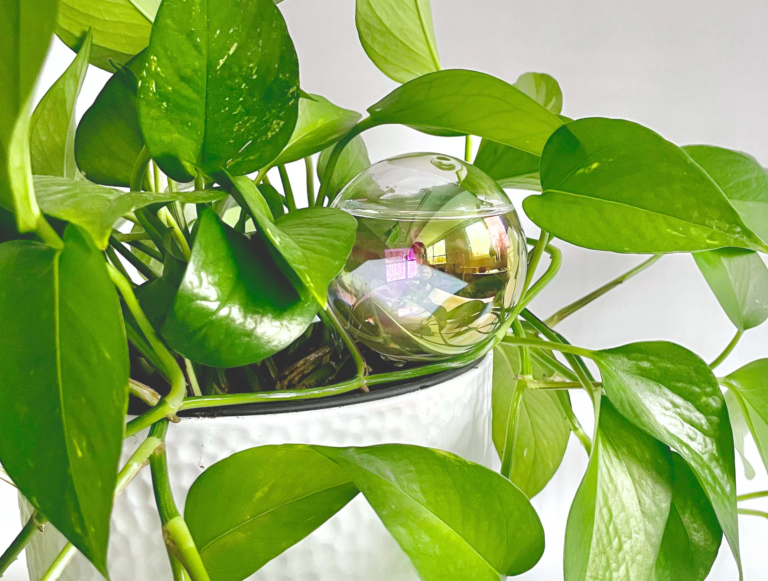 Watering Globe - Image 3