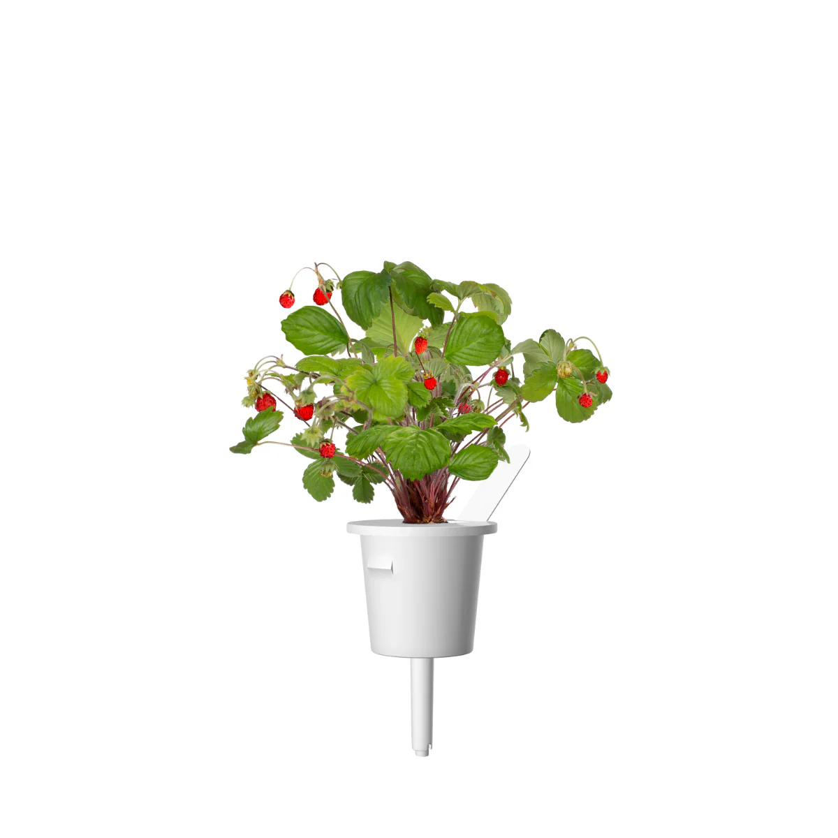 Wild Strawberry Plant Pods 9-pack - Image 3