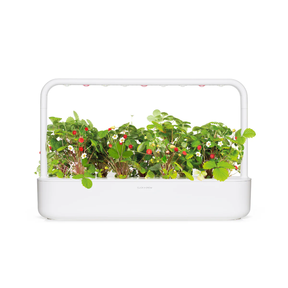 Wild Strawberry Plant Pods 9-pack - Image 4