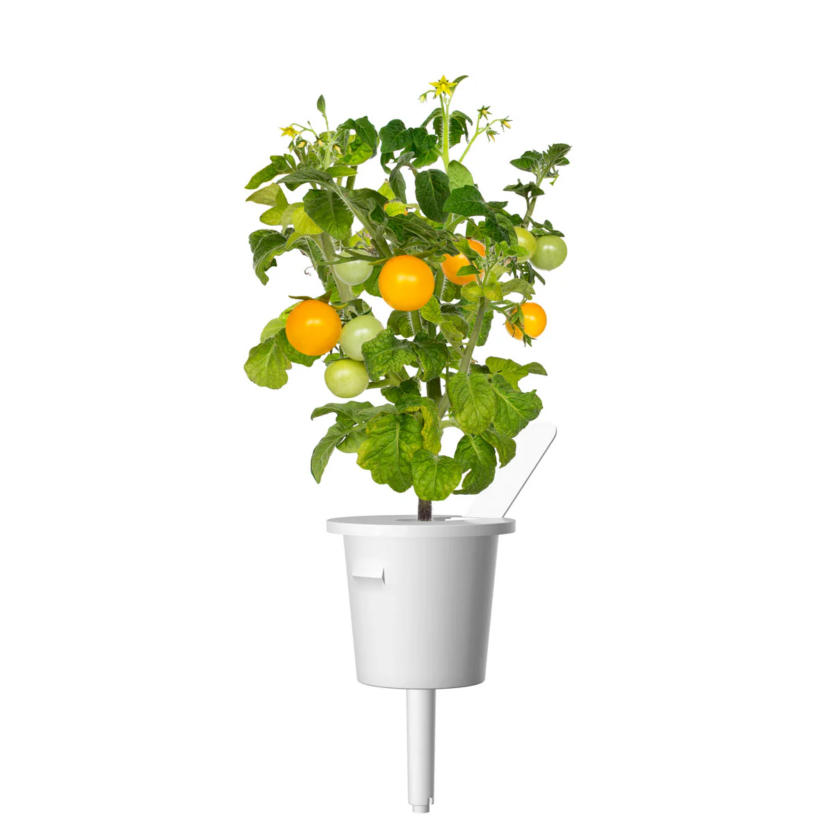 Yellow Mini Tomato Plant Pods 9-pack - Image 3